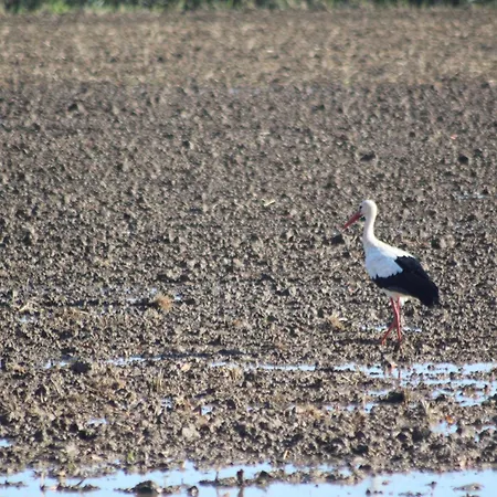 La Tchoupetta * פריאק-דה-מר