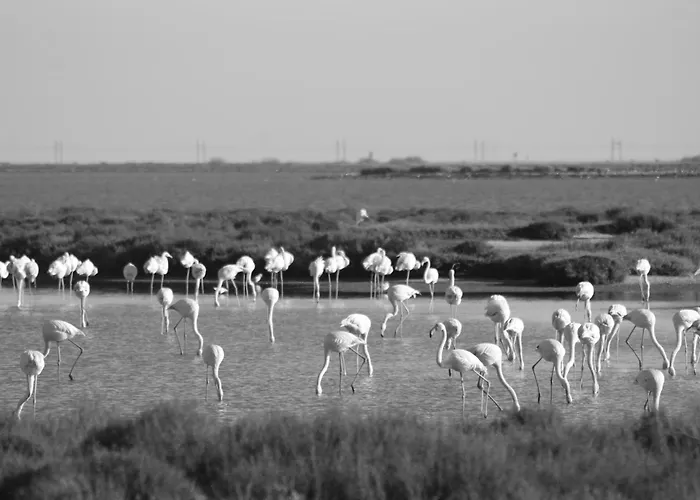 דירה La Tchoupetta פריאק-דה-מר