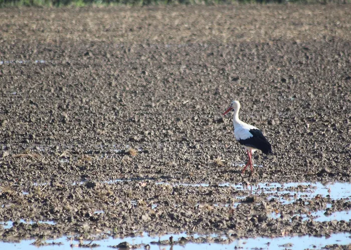 La Tchoupetta * פריאק-דה-מר